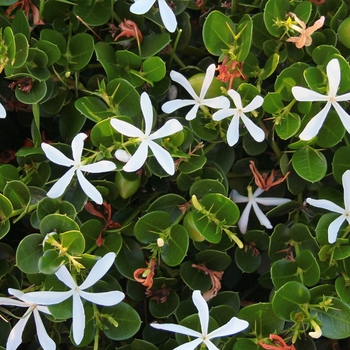 Carissa macrocarpa 'Emerald Blanket (Green Carpet)'