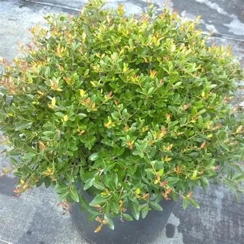 Ilex vomitoria 'Schilling's Dwarf' 