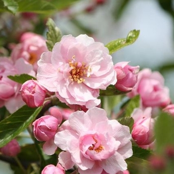 Malus ioensis 'Prairie Rose'