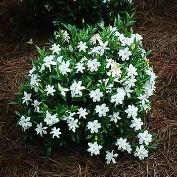 Gardenia jasminoides 'Radicans'