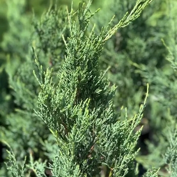 Juniperus virginiana 'Burkii'