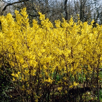 Forsythia