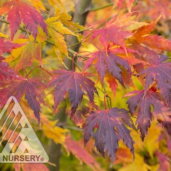 Acer x pseudosieboldianum 'Wabi sabi' USPP 30,165
