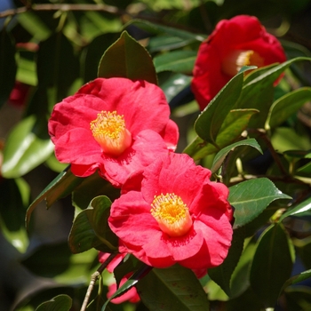 Camellia japonica 'Gunsmoke'