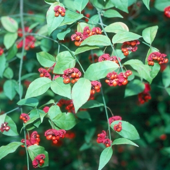Euonymus americanus