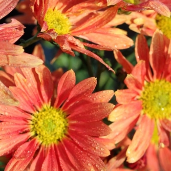 Chrysanthemum 'Campfire Glow' 