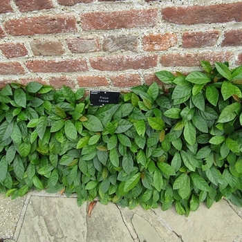 Ficus Tikoua