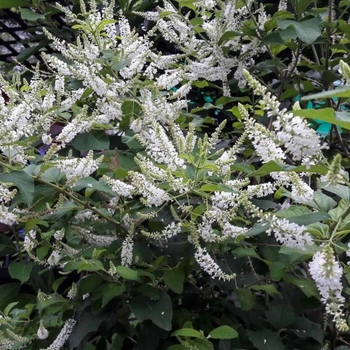 Aloysia virgata