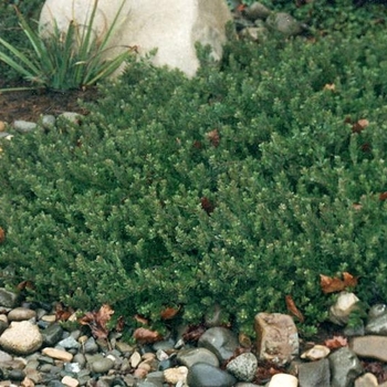 Arctostaphylos edmundsii 'Carmel Sur'