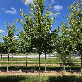 Ulmus 'Frontier'