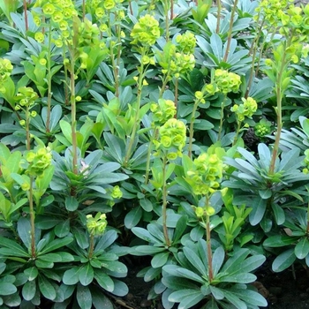 Euphorbia amygdaloides var. robbiae