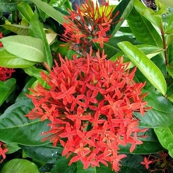 Ixora casei 'Super King'