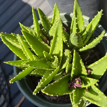 Aloe nobilis