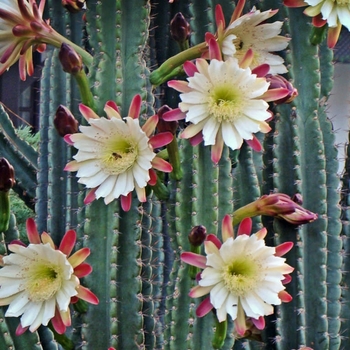 Cereus repandus