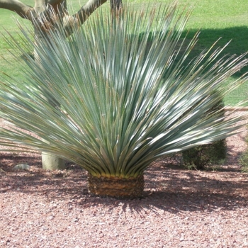 Dasylirion wheeleri