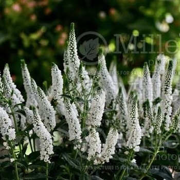 Veronica longifolia 'Alllady' PP23271