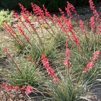 Hesperaloe parviflora 'Perpa' PP21729