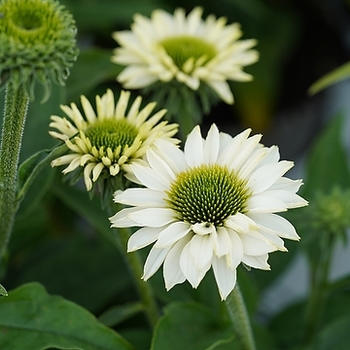 Echinacea 'Sunseekers White'
