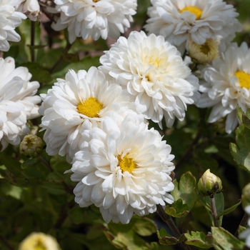 Chrysanthemum x morifolium 'White Daisy'