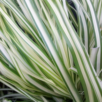Calamagrostis x acutiflora 'Lightning Strike'