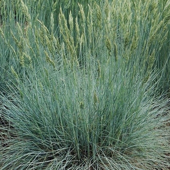 Festuca 'Cool as Ice'