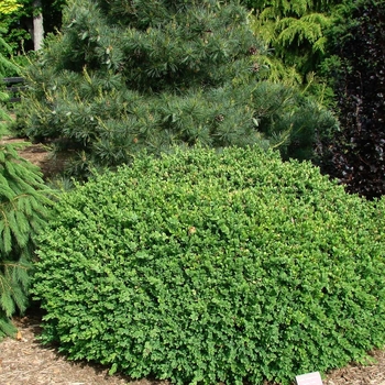 Buxus sempervirens 'Vardar Valley'