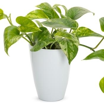 Epipremnum aureum