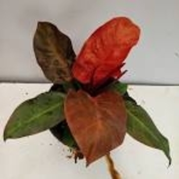 Philodendron 'Imperial Red' 