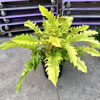Philodendron 'Golden Erubescens' 