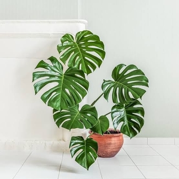 Monstera deliciosa