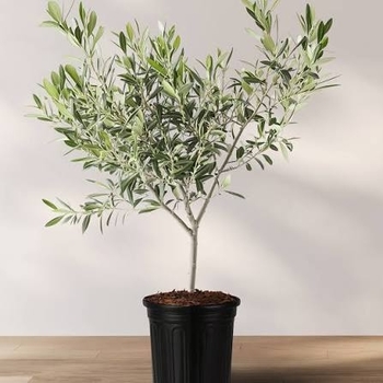 Olea europaea 'Arbequina'