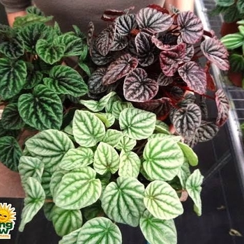 Peperomia 'Multiple Varieties' 