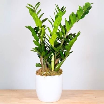 Zamioculcas zamiifolia