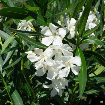 Nerium oleander