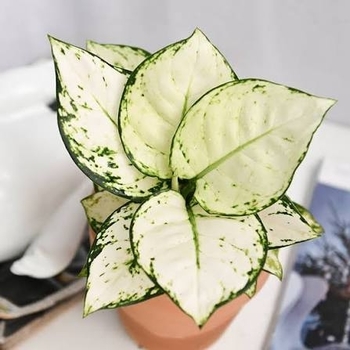 Aglaonema 