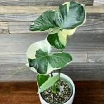 Xanthosoma albo marginata 'Mickey Mouse'