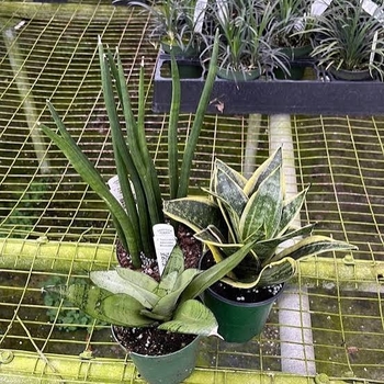 Sansevieria 'Black Jade Hahnii' 