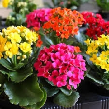 Kalanchoe 'Elves Bells' PP11789