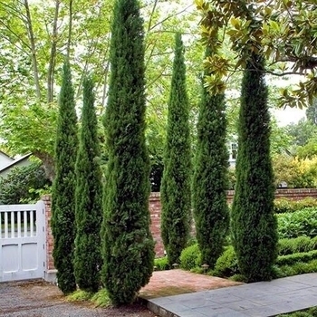 Cupressus sempervirens 'Monshel' PP12933