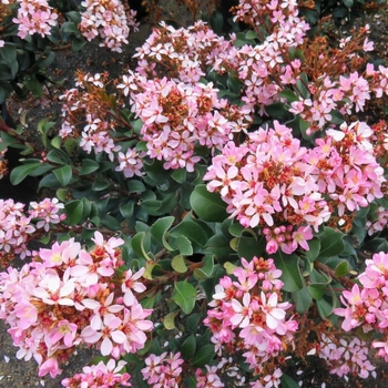 Rhaphiolepis indica 'Pink Dancer'