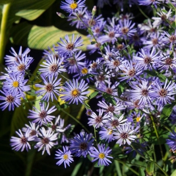 Aster macrophyllus 'Twilight'