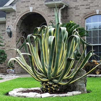 Agave americana 'Variegata'