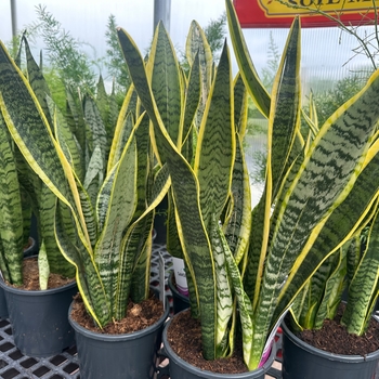 Sansevieria trifasciata