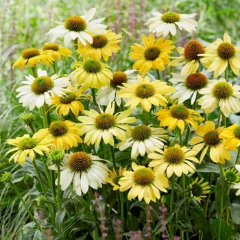 Echinacea purpurea 'Mellow Yellow'