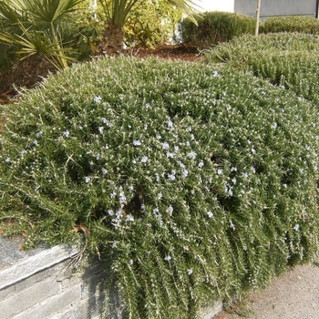 Rosmarinus officinalis 'Huntington Carpet' 