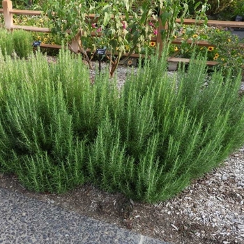 Rosmarinus officinalis 'Hill Hardy' 