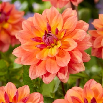 Dahlia 'Firepot'