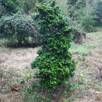 Chamaecyparis obtusa 'Compacta'