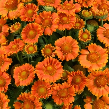 Gaillardia 'Orange Zest'