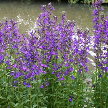 Lobelia x gerardii 'Vedrariensis'